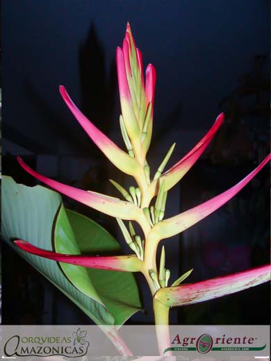 Heliconias - Heliconia schumanniana